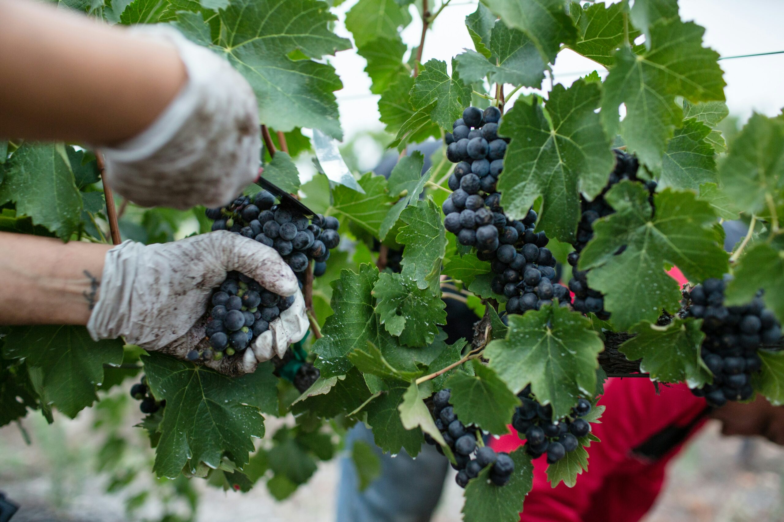 You are currently viewing Opitimisez votre activité commerciale pendant les vendanges
