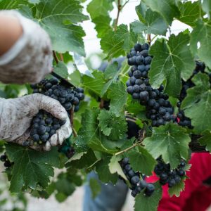 Opitimisez votre activité commerciale pendant les vendanges